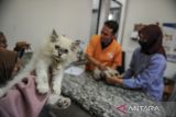Pekerja memeriksa kesehatan kucing di tempat penitipan kucing Cat Locus Bandung, Jawa Barat, Senin (17/4/2023). Pemilik usaha penitipan kucing menyatakan, mendekati Hari Raya Idul Fitri 1444 H, usahannya mengalami peningkatan hingga 100 persen dibandingkan dengan bulan sebelumnya. ANTARA FOTO/Raisan Al Farisi/agr