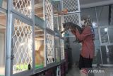 Pekerja memasukkan seekor kucing ke dalam kandang yang disediakan di Kenes Cat Hotel, Malang, Jawa Timur, Selasa (17/4/2023). Menurut pengusaha menjelang mudik lebaran permintaan layanan jasa hotel kucing yang terdiri dari jasa penitipan, jasa perawatan dan jasa pengasuhan kucing yang dikelolanya mengalami peningkatan dari 30 ekor menjadi 80 ekor per hari dengan biaya Rp35.000 hingga 100 ribu rupiah per hari tergantung jenis layanan.  ANTARA Jatim/Ari Bowo Sucipto/zk 