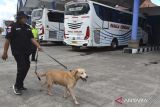 Petugas Badan Narkotika Nasional (BNN) Provinsi Bali mengarahkan anjing pelacak narkoba untuk memeriksa barang bawaan pemudik di Terminal Mengwi, Badung, Bali, Selasa (18/4/2023). BNN Bali melakukan sejumlah upaya untuk mencegah peredaran dan penyalahgunaan narkotika selama arus mudik Lebaran dengan melakukan tes narkoba secara acak bagi pemudik dan sopir bus serta pemeriksaan barang-barang yang dibawa pemudik. ANTARA FOTO/Fikri Yusuf/wsj.