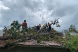 BPBD: Bangunan SLB Batu Kambing Agam rusak berat tertimpa pohon
