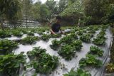 Potensi Agrowisata di Jalur Trans Sulawesi
