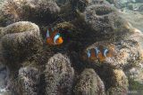 Ikan badut (Amphiprioninae) yang ada di laut kawasan Pulau Gosong, Kabupaten Aceh Barat Daya (Abdya), Aceh, Senin (24/4/2023). Pulau Gosong atau Pusong yang berjarak 1 mil lebih dari daratan memiliki potensi wisata diving (menyelam) maupun snorkling dengan keindahan terumbu karang dan beragam biota laut seperti kima, ikan napoleon, dan jenis lainnya, namun perlu pengembangan secara maksimal agar mendongkrak pendapatan asli daerah. ANTARA FOTO/Khalis Surry