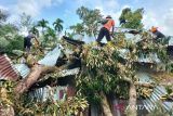 BPBD Nagan Raya Aceh bersihkan pohon tumbang di lokasi bencana alam