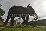 Mahout (pawang) menuntun gajah sumatra (Elephas maximus sumatranus) menyebrang sungai di Taman Wisata Alam Seblat di Kabupaten Bengkulu Utara, Provinsi Bengkulu. Sebanyak 10 gajah jinak dibina dikawasan pusat pelatihan gajah tersebut. ANTARA FOTO/Muhammad Izfaldi/YU
