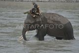 Mahout (pawang) menuntun gajah sumatra (Elephas maximus sumatranus) menyebrang sungai di Taman Wisata Alam Seblat di Kabupaten Bengkulu Utara, Provinsi Bengkulu. Sebanyak 10 gajah jinak dibina dikawasan pusat pelatihan gajah tersebut. ANTARA FOTO/Muhammad Izfaldi/YU