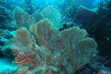 Karang kipas (gorgonian) yang terdapat di bawah laut wisata Iboih, Sabang, Aceh, Senin (1/5/2023). Dinas Pariwisata Aceh bersama Pemerintah Kota Sabang terus mempromosikan wisata bawah laut atau bahari di daerahnya yang menjadi sektor andalan untuk menggaet wisatawan domestik maupun mancanegara. ANTARA/Khalis Surry