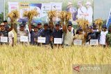 Unsur Muspika bersama petani menunjukkan padi saat panen raya padi program petani binaan PT Pupuk Iskandar Muda (PIM) di Desa Dayah Meunara, Aceh Utara, Aceh, Selasa (2/5/2023). Panen raya padi seluas 20 hektare tersebut merupakan binaan program pemanfaatan bahan organik kompos jerami (kompuser) yang mendongkrak hasil gabah kering panen (GKP) petani dari 6,5 ton per hektare menjadi 9,6 ton per hektare. ANTARA/Rahmad