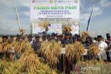 Unsur Muspika bersama petani menunjukkan padi saat panen raya padi program petani binaan PT Pupuk Iskandar Muda (PIM) di Desa Dayah Meunara, Aceh Utara, Aceh, Selasa (2/5/2023). Panen raya padi seluas 20 hektare tersebut merupakan binaan program pemanfaatan bahan organik kompos jerami (kompuser) yang mendongkrak hasil gabah kering panen (GKP) petani dari 6,5 ton per hektare menjadi 9,6 ton per hektare. ANTARA/Rahmad