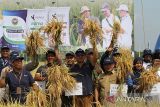 Unsur Muspika bersama petani menunjukkan padi saat panen raya padi program petani binaan PT Pupuk Iskandar Muda (PIM) di Desa Dayah Meunara, Aceh Utara, Aceh, Selasa (2/5/2023). Panen raya padi seluas 20 hektare tersebut merupakan binaan program pemanfaatan bahan organik kompos jerami (kompuser) yang mendongkrak hasil gabah kering panen (GKP) petani dari 6,5 ton per hektare menjadi 9,6 ton per hektare. ANTARA/Rahmad