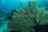 Wisata bawah laut Sabang