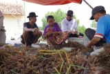 PT Kliring Berjangka Indonesia bantu modal petani rumput laut