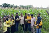 Bupati Rusma Yul Anwar lakukan panen raya jagung di Punggasan
