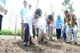 Kementan minta Kabupaten Gunungkidul menjadi penyuplai benih kedelai