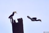 Kapuas Hulu punya potensi ekowisata mengamati burung rangkong