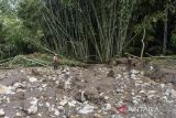 Warga melihat kondisi sungai yang rusak diterjang banjir bandang di Kaki Gunung Syawal, Blok Kawung, Dusun Nyangkokot, Desa Panumbangan, Kabupaten Ciamis, Jawa Barat, Jumat (5/5/2023). Hujan deras yang mengguyur wilayaj Kabupaten Ciamis mengakibatkan hutan seluas 1.6 hektare milik Perum Perhutani Kesatuan Pemangkuan Hutan (KPH) Ciamis rusak tergerus debit air Sungai Panjarerang. ANTARA FOTO/Adeng Bustomi/agr