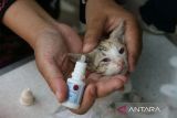Komunitas pecinta hewan yang tergabung dalam Indonesia Cat Association (ICA) dan  Cat Lovers Banda Aceh (CLBA)  memberikan obat tetes mata  kepada kucing liar  di Pasar Al Mahirah , Banda Aceh, Aceh (5/5/2023). Pemeriksaan kesehatan dan dilanjutkan pemberiatan obat vitamin, antibiotik , obat penyakit kulit dan obat diare dalam upaya mengantisipasi penularan penyakit rabies dan penyakit berbahaya lainnya. ANTARA FOTO/Ampelsa.