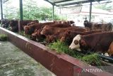 1.467 ekor sapi terjangkit LSD di Grobogan sembuh