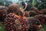 Harga buah sawit di Riau turun Rp187,67/kg