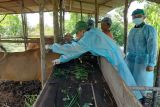 Pemkab Bintan vaksinasi ratusan ekor hewan ternak