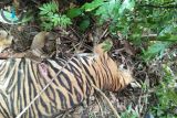 Peternak racuni Harimau Sumatra hingga mati dibawa ke pengadilan