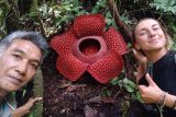 Bunga rafflesia mekar sempurna di Batang Palupuh Agam