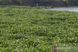 Pekerja membersihkan tumbuhan eceng gondong di aliran sungai Cimanuk, Indramayu, Jawa Barat, Sabtu (13/5/2023). Pembersihan eceng gondok secara manual tersebut untuk mengantisipasi terjadinya banjir dan pendangkalan sungai Cimanuk. ANTARA FOTO/Dedhez Anggara/agr