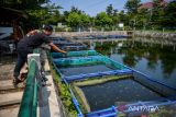 Pembudi daya memberi pakan untuk benih ikan koi di Sarimas, Sukamiskin, Bandung, Jawa Barat, Senin (15/5/2023). Budi daya yang dilakukan oleh sekelompok anak muda yang tergabung dalam ARK Koi Bandung dengan memanfaatkan kolam retensi tersebut telah diminati oleh pasar Asia Tenggara serta dalam waktu dekat ini akan bekerja sama dengan pembudi daya dari Jepang untuk pembibitan. ANTARA FOTO/Raisan Al Farisi/agr
