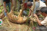 Harimau Sumatera mati terkena jerat babi di Pasaman