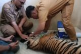 Seekor harimau terjerat di Pasaman tak bisa terselamatkan