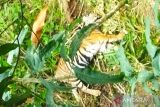 Seekor Harimau Sumatera terjerat di Tikalak, Pasaman