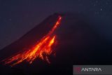 Lava pijar meluncur dari kubah lava Gunung Merapi terlihat dari Turi, Sleman, DI Yogyakarta, Kamis (18/5/2023). Menurut data BPPTKG periode pengamatan 17 Mei 2023 pukul 00.00-24.00 WIB telah terjadi 30 kali guguran lava pijar dengan jarak luncur maksimal 1.800 meter ke arah barat daya (kali Bebeng). ANTARA FOTO/Hendra Nurdiyansyah/aww.