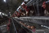 Pekerja mengambil telur ayam di Kawalu, Kota Tasikmalaya, Jawa Barat, Rabu (17/5/2023). Peternak menyebut selama sepekan terakhir harga telur ayam di tingkat peternak naik menjadi Rp30 ribu dari sebelumnya Rp25 ribu per kilogram, akibat kelangkaan telur ayam dipasaran, dengan kapasitas produksi telur mencapai 180 kilogram per hari dari 3.000 ekor ayam. ANTARA FOTO/Adeng Bustomi/agr