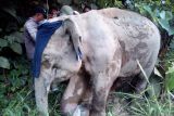 Gajah liar ditemukan luka parah di kaki di pedalaman Aceh Jaya