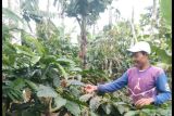 Harga biji kopi robusta di Kabupaten Tanggamus Lampung naik