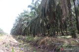 Pemkab Pasaman Barat imbau petani sawit remajakan tanaman berumur 25 tahun ke atas