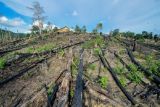 Tim gabungan memeriksa lahan bekas pembakaran yang sebagian ditanami kelapa sawit di konsesi PT Alam Bukit Tigapuluh (ABT), kawasan penyangga Taman Nasional Bukit Tigapuluh (TNBT), Tebo, Jambi, Jumat (19/5/2023). Tim gabungan dari anggota kepolisian sektor Sumay, Polhut KPHP Unit IX Tebo Barat, dan tim perlindungan dan pengamanan PT ABT menemukan 20 hektare kawasan penyangga taman nasional setempat yang sebelumnya dibakar dalam kondisi sudah ditanami bibit kelapa sawit di sejumlah titik, dan menangkap tangan seorang pelaku pembakar lahan. ANTARA FOTO/Wahdi Septiawan/rwa.