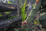 Anggota tim gabungan menunjukkan bibit kelapa sawit yang ditanam di lahan bekas pembakaran, konsesi PT Alam Bukit Tigapuluh (ABT), kawasan penyangga Taman Nasional Bukit Tigapuluh (TNBT), Tebo, Jambi, Jumat (19/5/2023).Tim gabungan dari anggota kepolisian sektor Sumay, Polhut KPHP Unit IX Tebo Barat, dan tim perlindungan dan pengamanan PT ABT menemukan 20 hektare kawasan penyangga taman nasional setempat yang sebelumnya dibakar dalam kondisi sudah ditanami bibit kelapa sawit di sejumlah titik, dan menangkap tangan seorang pelaku pembakar lahan. ANTARA FOTO/Wahdi Septiawan/rwa.

