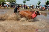 Karapan sapi brujul. Peserta beradu cepat dalam memacu sapi pada Karapan Sapi Brujul di Lapangan Semeru, Kademangan, Probolinggo, Jawa Timur, Minggu (21/5/2023). Karapan sapi brujul yang diikuti 37 peserta dari berbagai daerah dan ditetapkan sebagai warisan kebudayaan tak benda asli daerah setempat oleh Kementrian Pendidikan dan Kebudayaan (Kemendikbud RI) tersebut diharapkan dapat mendukung sektor pariwisata Kota Probolinggo. ANTARA Jatim/Umarul Faruq/zk 