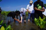 Tanaman mangrove yang ditanam SPJM tumbuh 90 persen