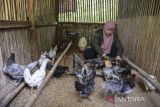 Petani Milenial Qonny Ilma Nafianti memberikan pakan kepada ayam sentul di Qomafi Farm, Desa Sekasari, Kabupaten Ciamis, Jawa Barat, Senin (22/5/2023). Qonny berhasil menjadi peternak ayam sentul sejak tahun 2017 dengan mitra binaan 32 orang petani milenial yang menghasilkan populasi ayam sentul 4.300 ekor dengan omset Rp2 juta per minggu. ANTARA FOTO/Adeng Bustomi/agr