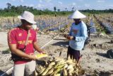 Lapas Sukamara sukses kembangkan jagung hibrida