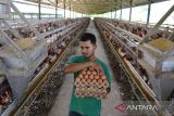 Peternak mengumpulkan telur ayam di peternakan Unit Pelaksana Teknis Dinas Balai Ternak Non Ruminansia Dinas Peternakan Provinsi Aceh, di kabupaten Aceh Besar, Aceh, Rabu (24/5/2023). Dinas Peternakan Provinsi Aceh mancatat produksi telur ayam ras di daerah tersebut  mencapai 70.000 butir per hari dan dari jumlah produksi tersebut baru mampu terpenuhi sekitar 5,5 persen dari total kebutuhan telur sebanyak  1,3 juta butir per hari.  ANTARA FOTO/Ampelsa.