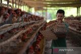 Peternak mengumpulkan telur ayam di peternakan Unit Pelaksana Teknis Dinas Balai Ternak Non Ruminansia Dinas Peternakan Provinsi Aceh, di kabupaten Aceh Besar, Aceh, Rabu (24/5/2023). Dinas Peternakan Provinsi Aceh mancatat produksi telur ayam ras di daerah tersebut  mencapai 70.000 butir per hari dan dari jumlah produksi tersebut baru mampu terpenuhi sekitar 5,5 persen dari total kebutuhan telur sebanyak  1,3 juta butir per hari.  ANTARA FOTO/Ampelsa.
