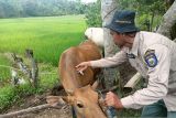 Ribuan ekor sapi di OKU terjangkit penyakit cacar