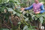 Pemkab Pesisir Barat sebut harga biji kopi capai Rp27 ribu per kilogram