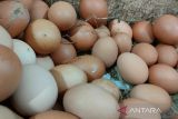 Pemkot Surakarta imbau masyarakat konsumsi sumber protein selain telur