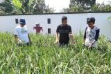 Kisah sukses warga Tanjungpinang tanam padi di pekarangan