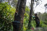Buruh tani memanen getah karet di perkebunan karet di Desa Mandalasari, Cikalong Wetan, Kabupaten Bandung Barat, Jawa Barat, Jumat (26/5/2023). Badan Pusat Statistik mencatat produksi karet di Indonesia pada 2022 mencapai 3,14 juta ton atau naik sebanyak 0,64 persen dibandingkan pada 2021 yang sebesar 3,12 juta ton. ANTARA FOTO/Raisan Al Farisi/agr