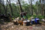 Buruh tani memanen getah karet di perkebunan karet di Desa Mandalasari, Cikalong Wetan, Kabupaten Bandung Barat, Jawa Barat, Jumat (26/5/2023). Badan Pusat Statistik mencatat produksi karet di Indonesia pada 2022 mencapai 3,14 juta ton atau naik sebanyak 0,64 persen dibandingkan pada 2021 yang sebesar 3,12 juta ton. ANTARA FOTO/Raisan Al Farisi/agr