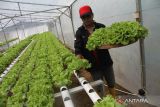Warga memanen sayur selada (Lactuca sativa) di green house hidroponik KTH Desa Wonosalam, Kabupaten Jombang, Jawa Timur, Jumat (26/5/2023). Menurut petani, dalam seminggu bisa memanen sayur selada yang menggunakan sistem hidroponik NFT hingga dua kuintal dengan harga jual Rp 25 ribu per kilogram dan dipasarkan hingga Surabaya, dalam sebulan mampu mengantongi omzet sampai Rp 7 juta. ANTARA Jatim/Syaiful Arif/zk